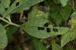 Baldwin's ironweed